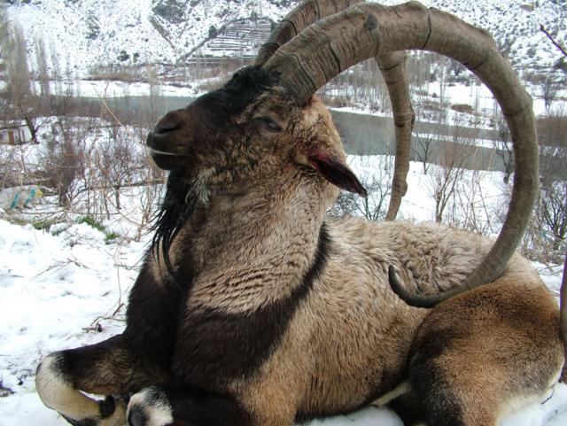 Güneşe Akın Var azgın teke sendromu nedir bilir misiniz?
